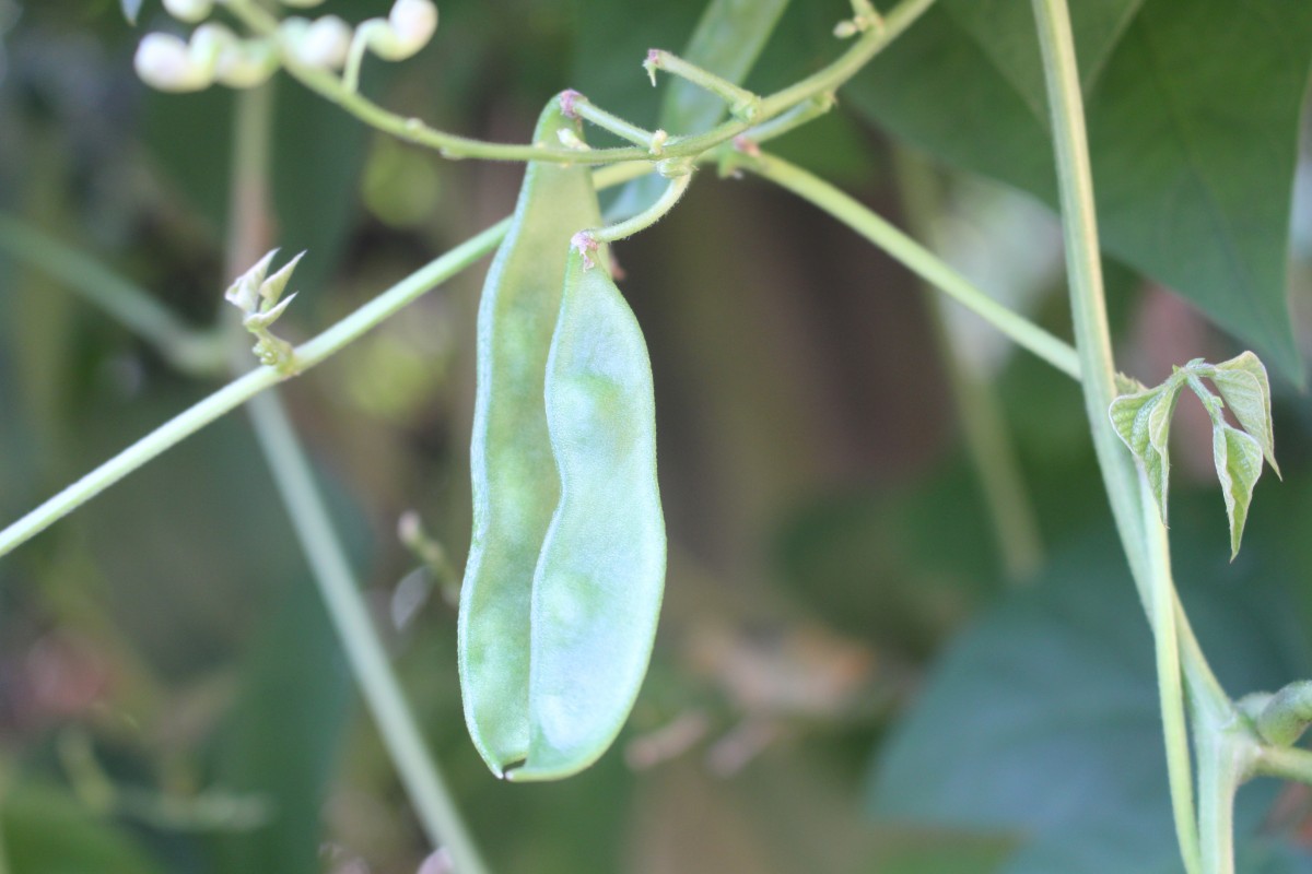 Phaseolus lunatus L.